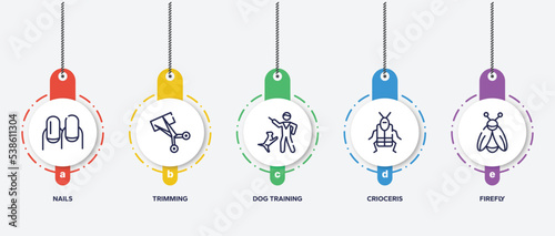 infographic element template with insects outline icons such as nails, trimming, dog training, crioceris, firefly vector.