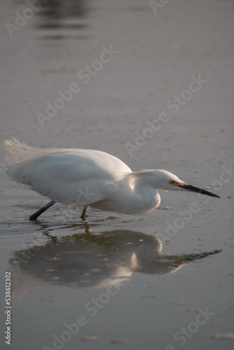 Crane bird on Lake