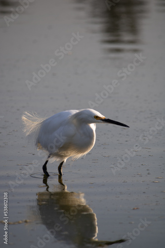 Crane bird on Lake