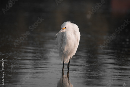 Crane bird on Lake