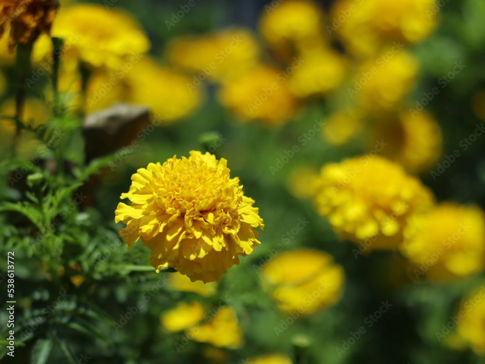 yellow marigold flowers blooming in the garden yellow marigold flowers blooming in the garden
