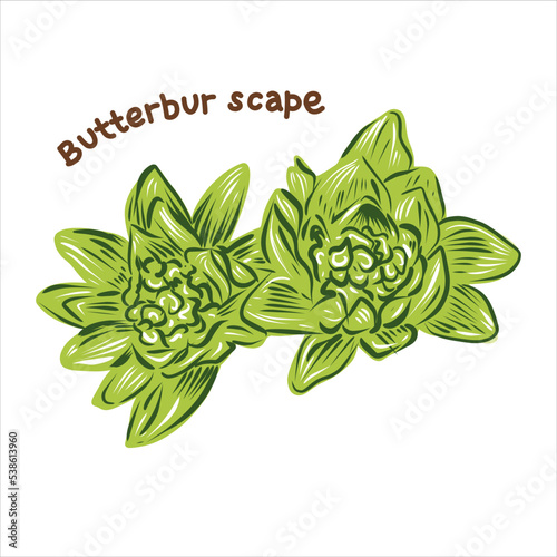 Illustration of Japanese butterbur scape. Vector illustration isolated on white background.