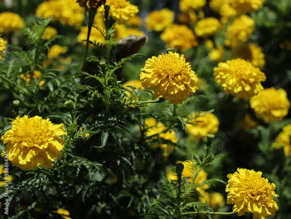yellow marigold flowers blooming in the garden yellow marigold flowers blooming in the garden