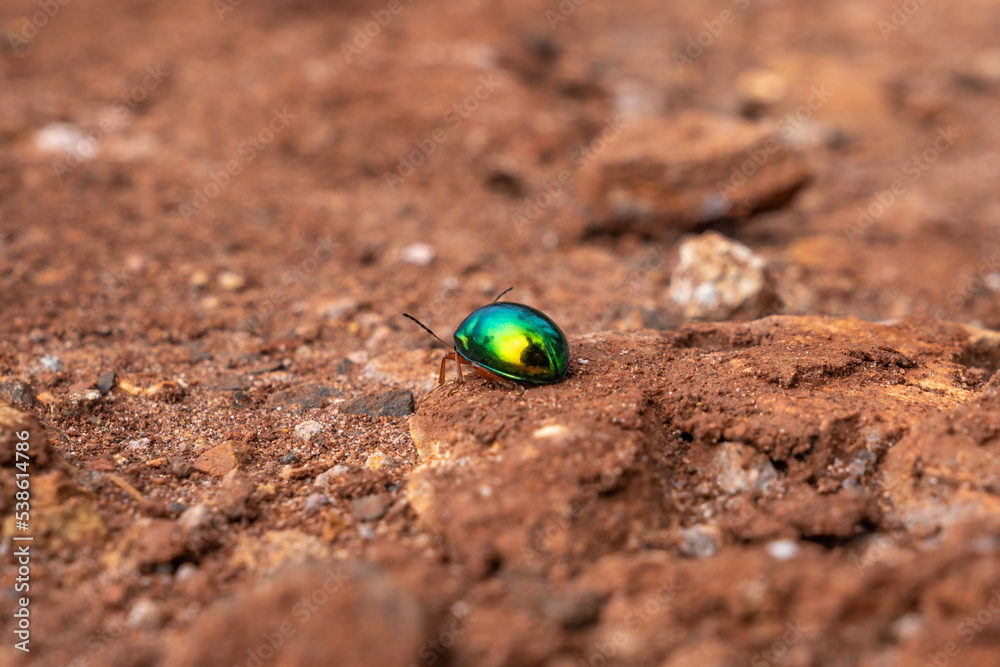 Small leaf beetle bright green (Chrysolina graminis) walking on dirt floor and small rocks Small leaf beetle bright green (Chrysolina graminis) walking on dirt floor and small rocks
