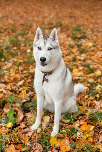 Siberian Husky sitting on the background of fallen autumn leaves