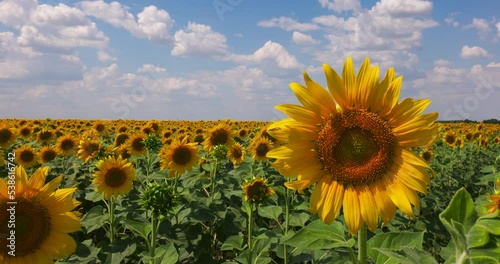 Agriculture. In Field Bloom Yellow Sunflower. Crop Yellow Sunflowers on a Farm. Farmland. Agrarian Industry. Rural Landscape. Nature, Blue Sky and White Clouds. 