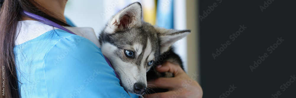 Obraz premium Husky puppy in the arms of a female doctor, close-up