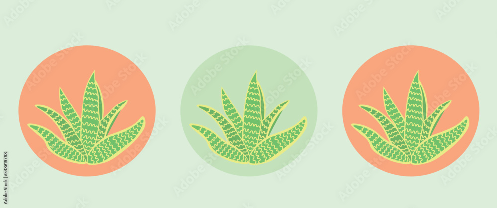 Sansevieria plants on light green background