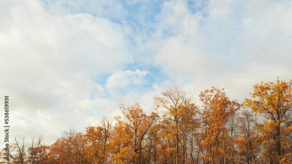 autumn forest in the morning autumn forest in the morning