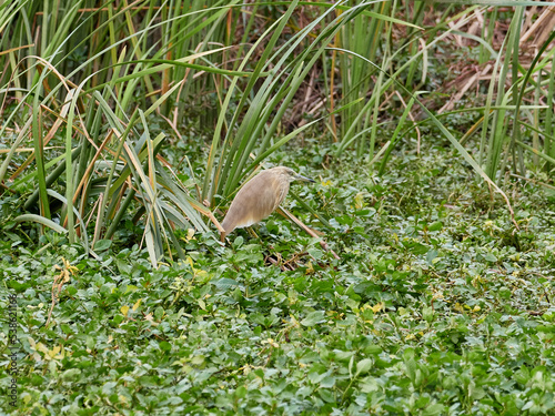 Fauna in the Carraixet ravine, Valencia, Spain photo