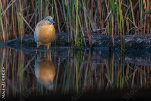 Squacco heron (Ardeola ralloides) in the swamp