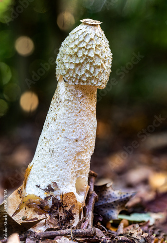 Close-up side view of a common stinkhorn photo