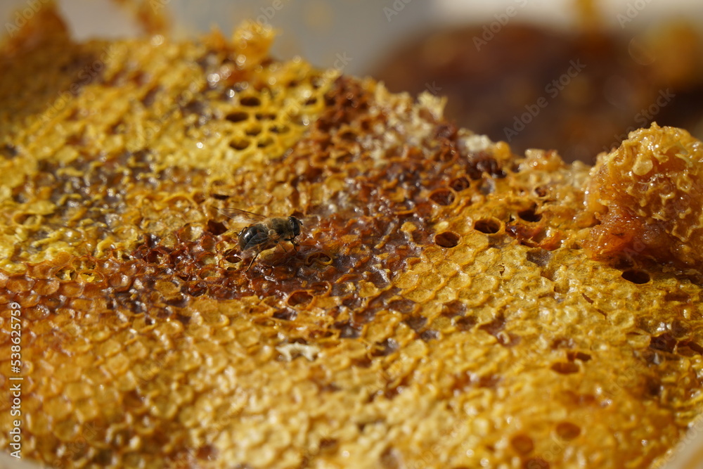 Layers of honeycomb stacked on top of each other and a bee. Layers of honeycomb stacked on top of each other and a bee.