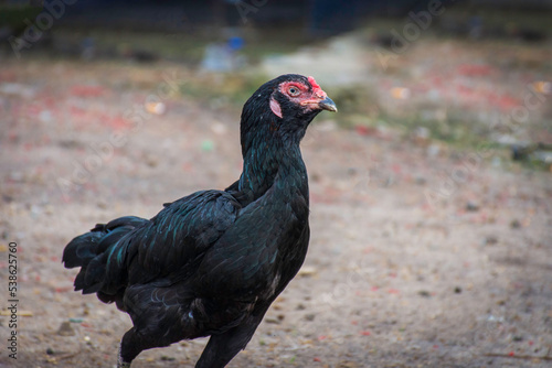 Portrait of a free range black hen standing on the ground © Warit