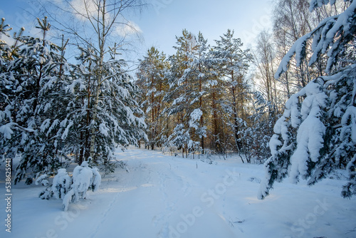 snow covered trees © Александр Арендарь