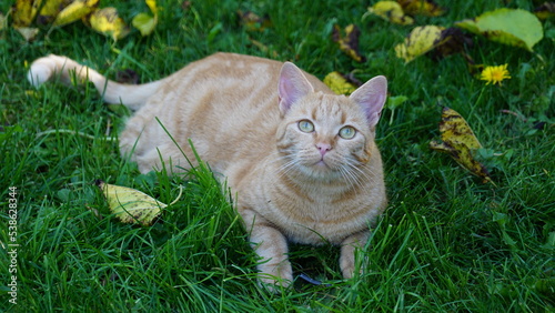 ginger cat in the grass