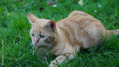 ginger cat in the grass