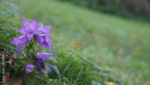 purple bellflower