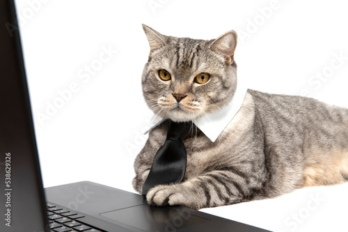 A Scottish cat in a tie lies isolated on a white background and looks at the laptop screen. The cat is working on a laptop.