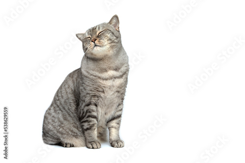 A Scottish cat isolated on a white background sits with a contented face and eyes closed