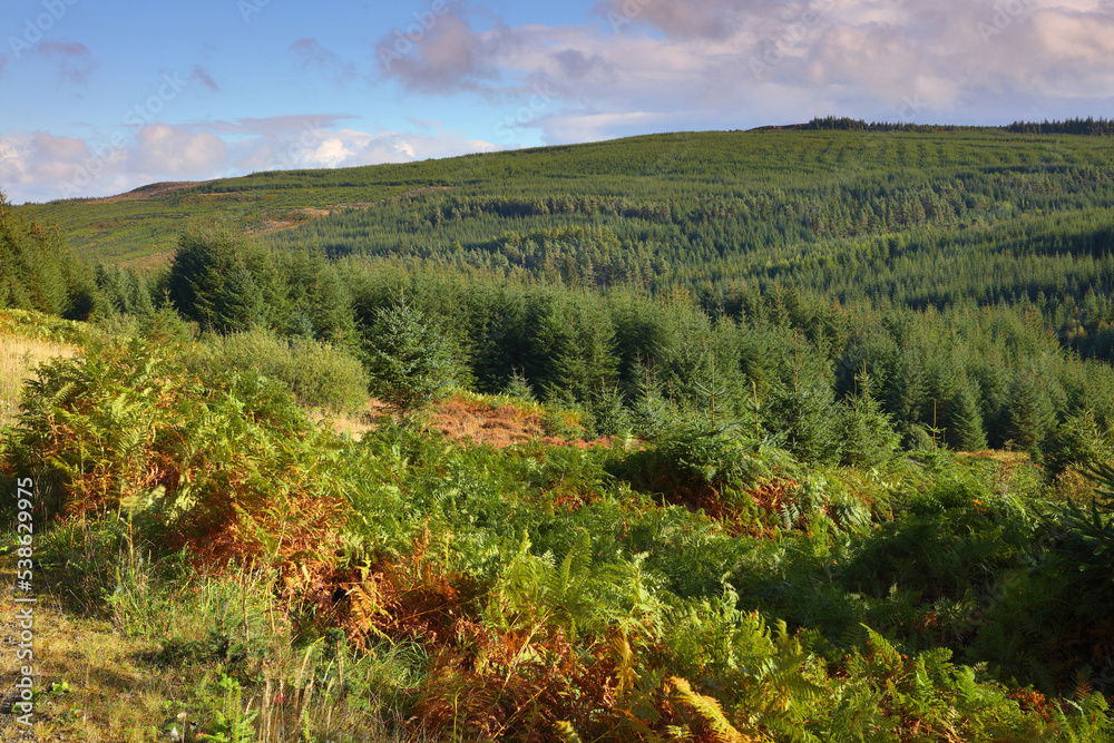 Landscape image of Kielder Forest on a Sunny Day, Northumberland, England, UK. Landscape image of Kielder Forest on a Sunny Day, Northumberland, England, UK.