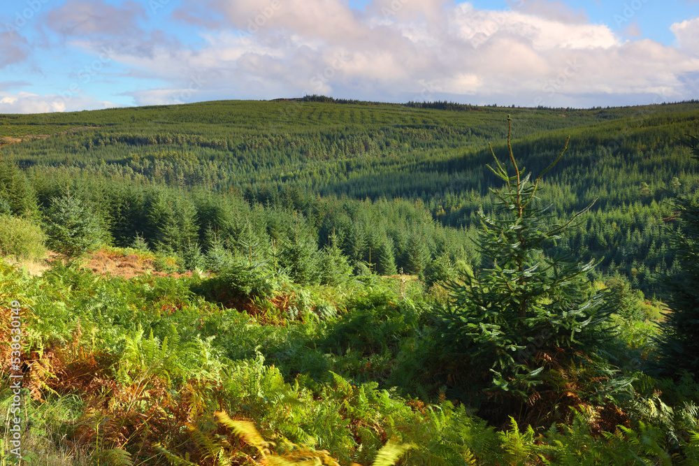 Landscape image of Kielder Forest on a Sunny Day, Northumberland, England, UK.