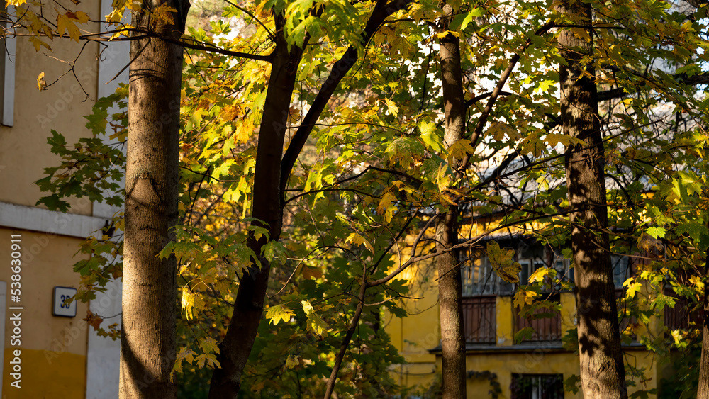 Buildings among autumn trees illuminated by the autumn sun Buildings among autumn trees illuminated by the autumn sun