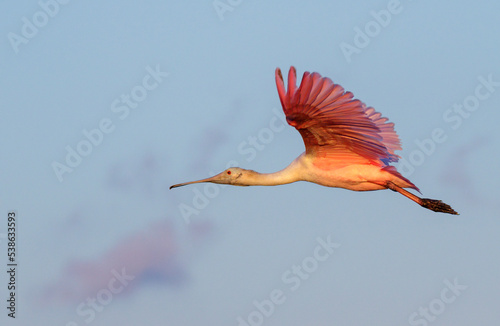 Roseate spoonbill (Platalea ajaja) flying, Galveston, Texas photo