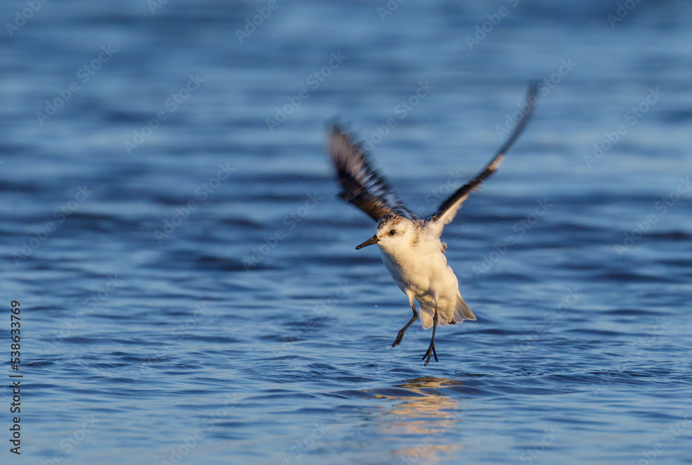 Sanderling (Calidris alba) taking off at the ocean coast, Galveston, Texas Sanderling (Calidris alba) taking off at the ocean coast, Galveston, Texas