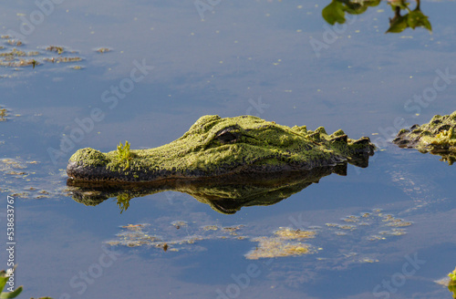 North American alligator (Alligator mississippiensis) with muzzle covered by buckweed, Brazos Bend State Park, Needville, Texas, USA. photo