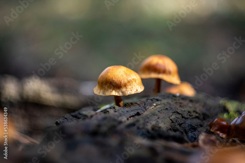 Close-up shot of scaly rustgill or latin name Gymnopilus sapineus, a widely distributed mushroom in conifer woods. photo
