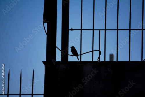 Aves libres en el jardín  photo