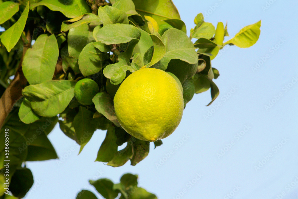 lemon growing on the branch