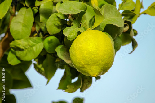 lemon growing on the branch