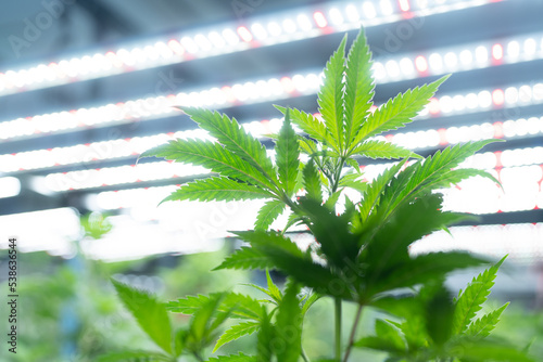 Foto Green house indoor and harvesting of cannabis weed hemp plants cultivation at its finest, marijuana farm laboratory and ganja industry