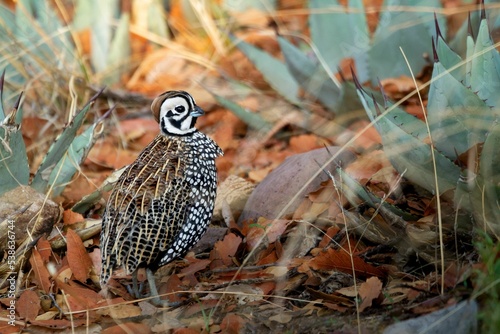 Fototapeta Closeup shot of a montezuma quail in its habitat