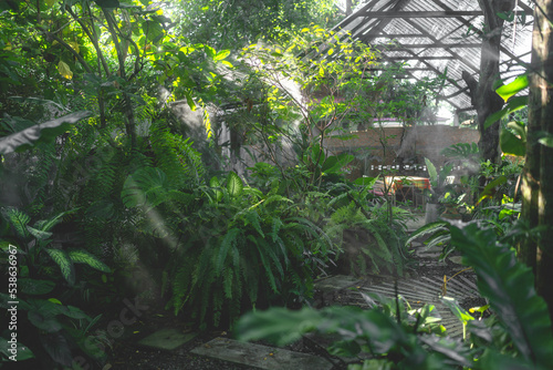 nature outdoor tropical gar...