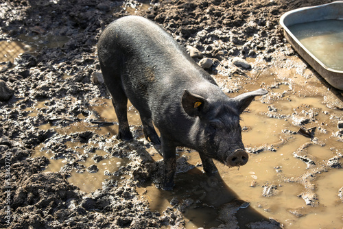 A young black thoroughbred contented pig stands in a paddock with puddles and pitted earth