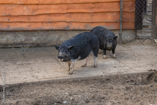 Well-fed contented black haired pigs kept in a spacious paddock