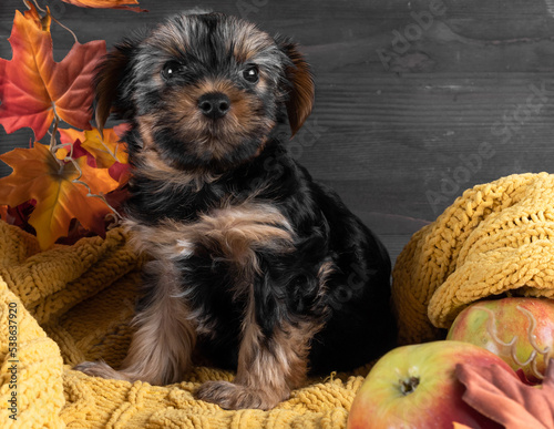 A Yorkshire Terrier puppy on an autumn background.