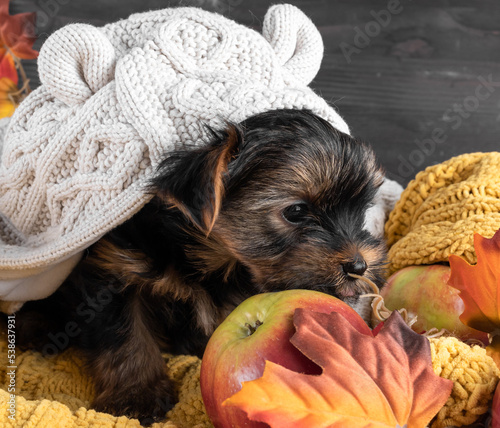A Yorkshire Terrier puppy on an autumn background.