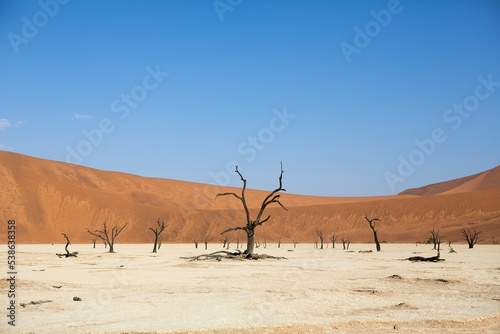Sossusvlei Desert Trees © Linda