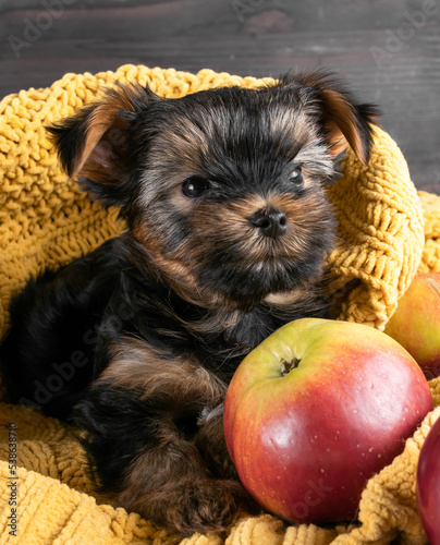 A Yorkshire Terrier puppy on an autumn background.