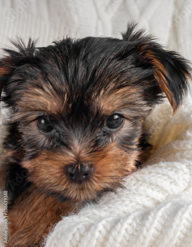 A Yorkshire Terrier puppy on an autumn background.