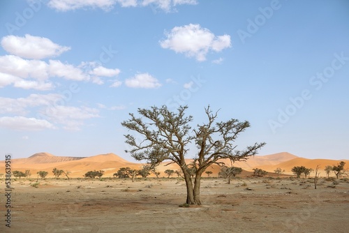 Sossusvlei Desert Lone Tree
