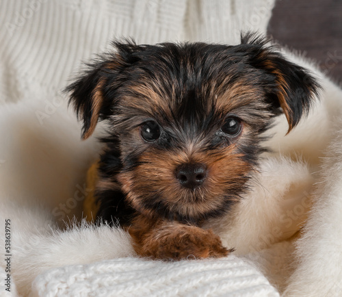 A Yorkshire Terrier puppy on an autumn background.