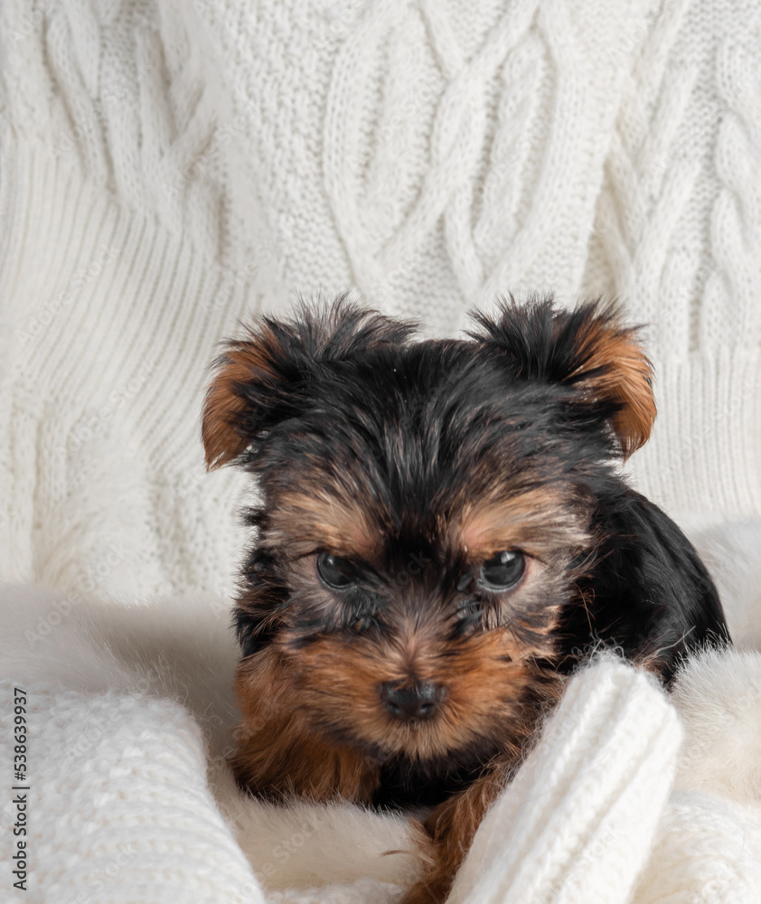 A Yorkshire Terrier puppy on an autumn background. A Yorkshire Terrier puppy on an autumn background.