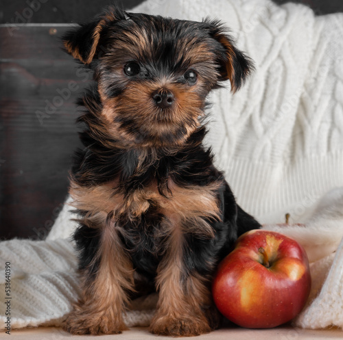A Yorkshire Terrier puppy on an autumn background.