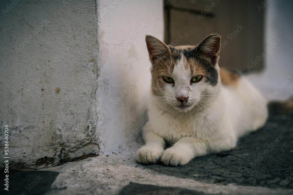Die Katzen von Paros Die Katzen von Paros