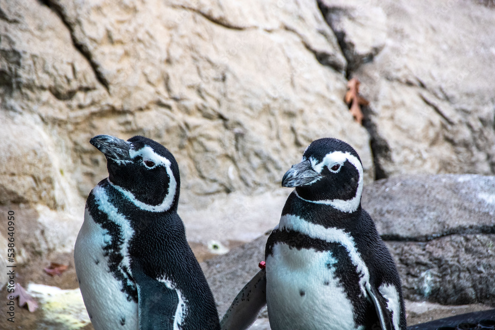 Naklejka premium penguins on the rocks